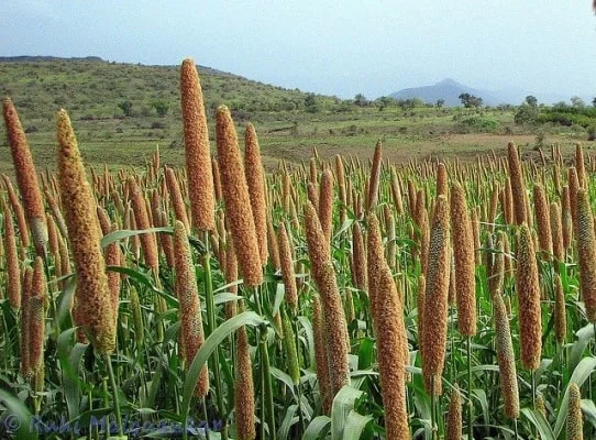 Jharkhand Millet Mission Yojana 2024